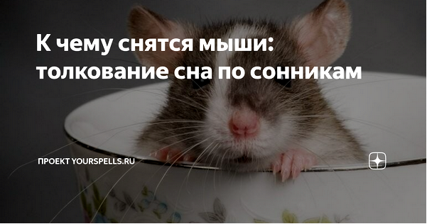 мыши