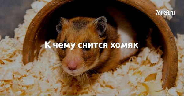 сон