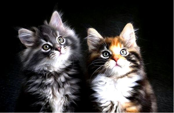 котенок