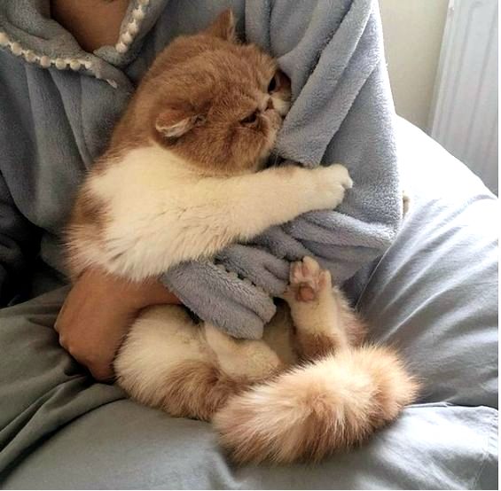 кошка
