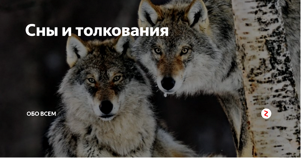 черный волк