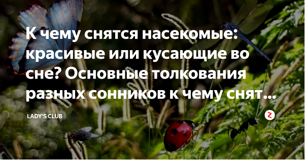 букашки