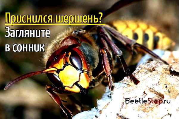 укус укус