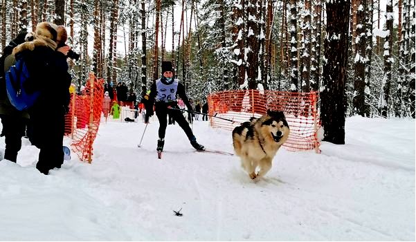 собаки