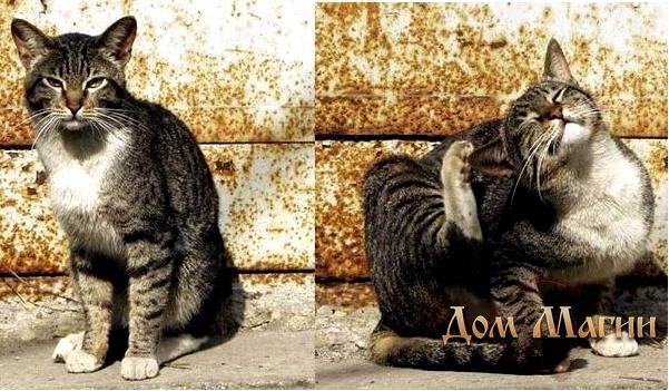 котята котята
