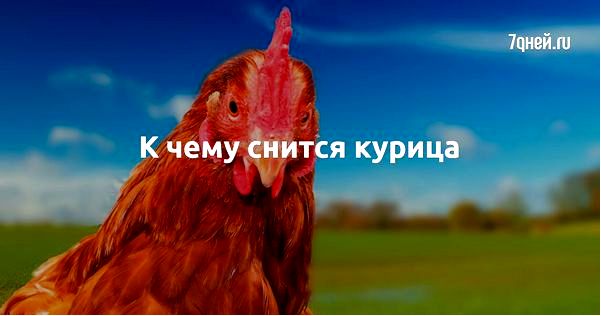 курица