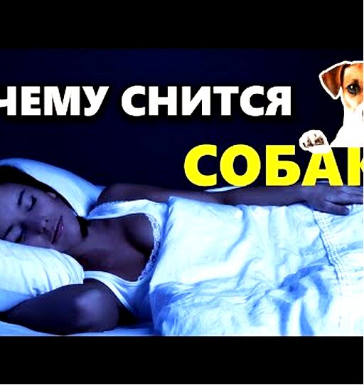 собака собака
