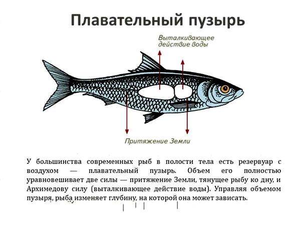 символика рыб символика рыб